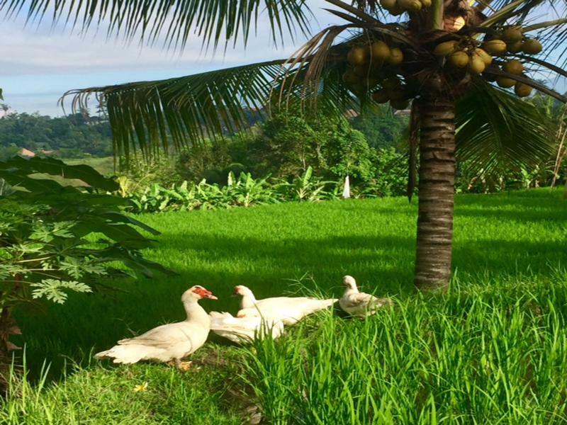 Bisma Cottages Ubud Экстерьер фото